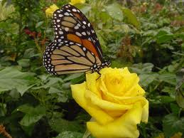 Yellow Rose
